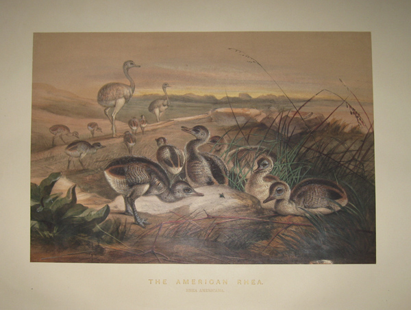 [WOLF, Joseph] [1820-1890]. The American Rhea. [‘Zoological Sketches’. London: 1861-1867].