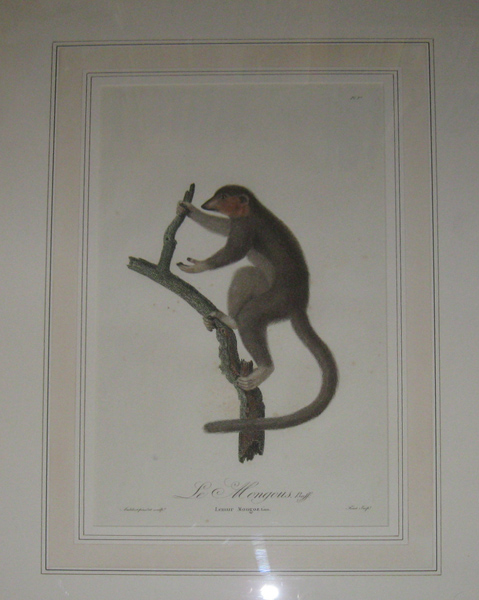 AUDEBERT, Jean Baptiste [1759-1800]. Le Mongous. Buff. Lemur Mongoz. Linn. Audebert pinxt. et sculpt. Finot Impt. [Paris: 1799-1800].
