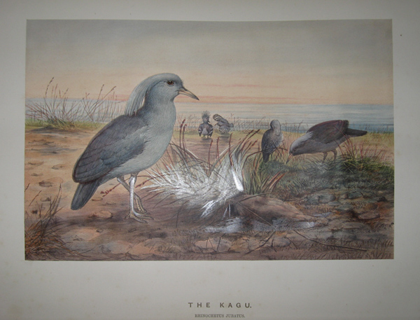 [WOLF, Joseph] [1820-1890]. The Kagu. [‘Zoological Sketches’. London: 1861-1867].